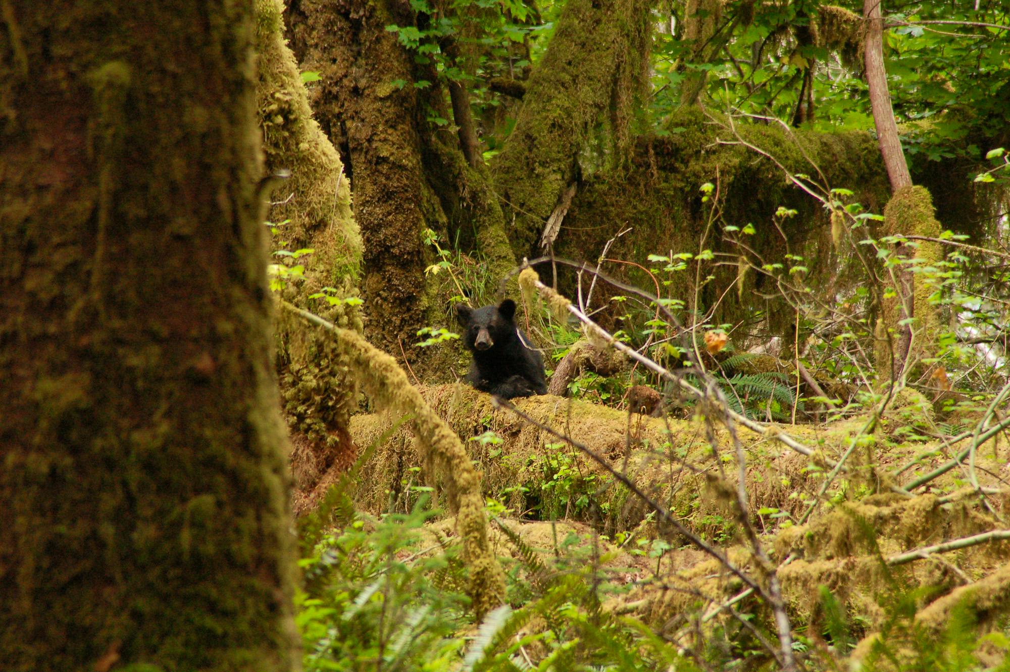 Black bear in moss covered forest